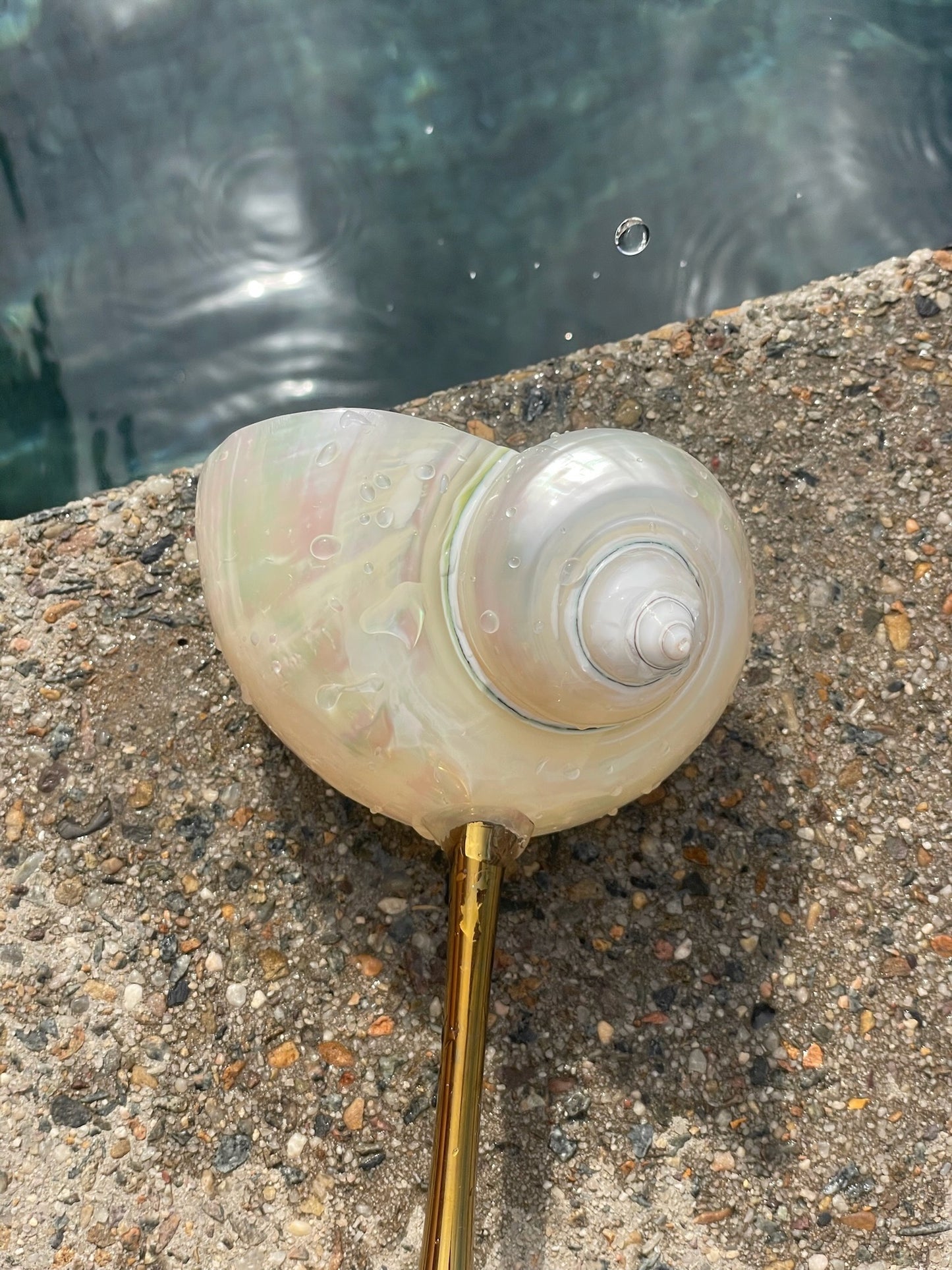 Conch Shell Wine or Cocktail Glass: Gold Stem